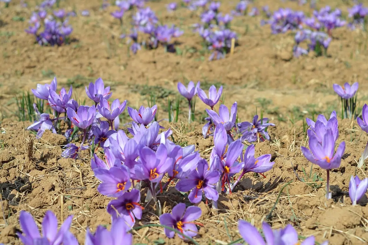 Saffron fields in bloom at Pampore